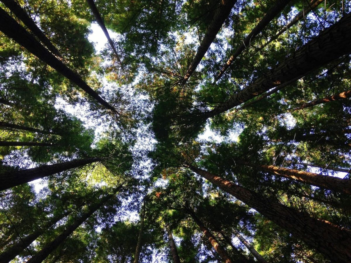 Een aantal bomen die naar de lucht toe groeien met een blauwe lucht